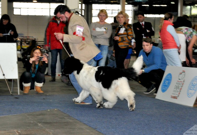 Фото: ньюфаундленд Pitern'yuf Dayr Stryeyts (Питерньюф Дайр Стрэйтс)
