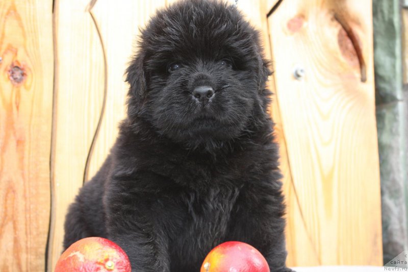 Фото: ньюфаундленд Questors Lexa For Shadows Eternity