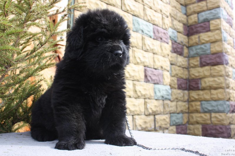 Фото: ньюфаундленд Questors Lexa For Shadows Eternity