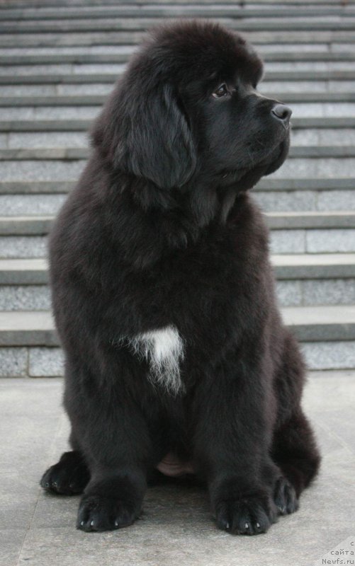 Фото: Моон Броок Елепхант Ебони (Moon Brook Elephant Ebony), возраст 3 месяца 10 дней