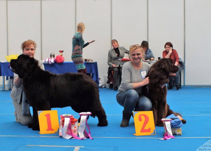 Фото: ньюфаундленд Super Premium Harmony (Супер Премиум Хармони), ньюфаундленд Hakku Shokoladnyy Medved (Хакку Шоколадный Медведь)