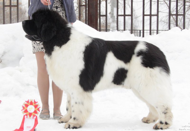 Фото: ньюфаундленд Oukaya Forever Le Grand Ami for-Akvian Song