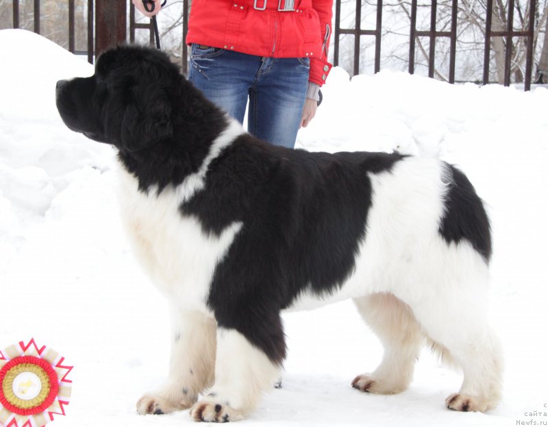 Фото: ньюфаундленд Akvian Song Rosemary (Аквиан Сонг Розмари)