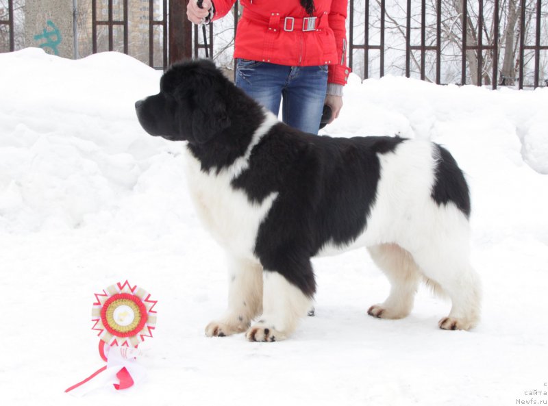 Фото: ньюфаундленд Akvian Song Rosemary (Аквиан Сонг Розмари)