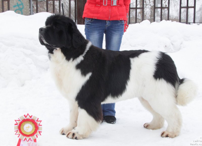 Фото: ньюфаундленд Akvian Song Rosemary (Аквиан Сонг Розмари)