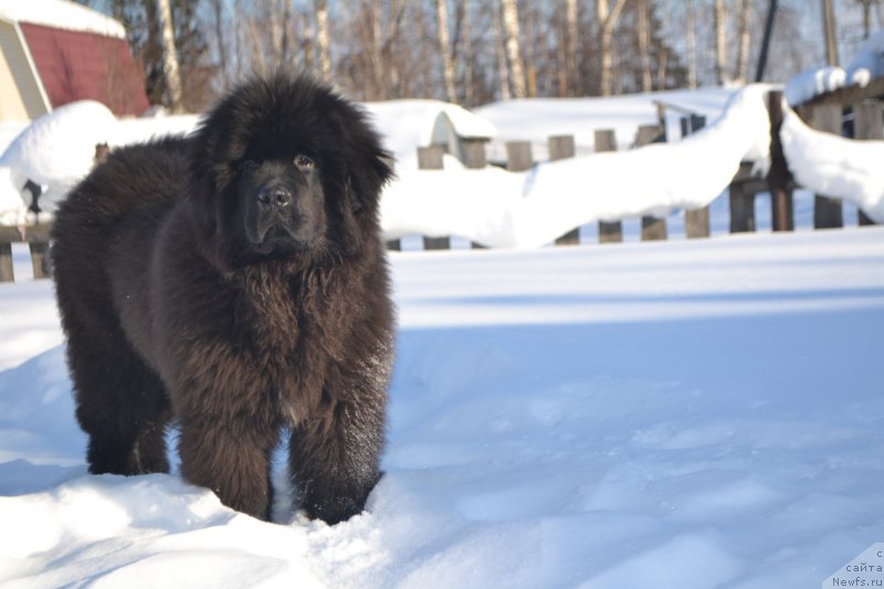 Фото: ньюфаундленд Sent Djons Exclusive (Сент Джонс Эксклюзив)