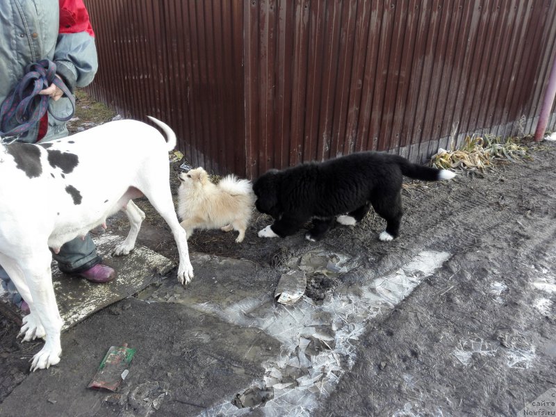 Фото: ньюфаундленд Super Bizon Tatonka (Супер Бизон Татонка)