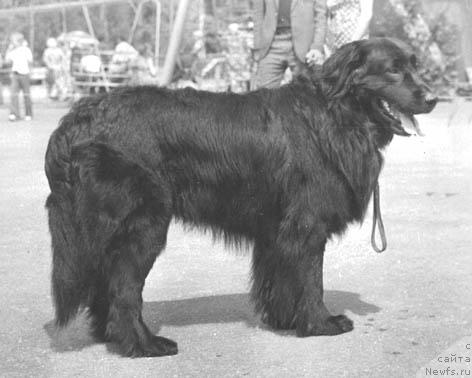 Фото: ньюфаундленд Lor Pontus (Лор Понтус)