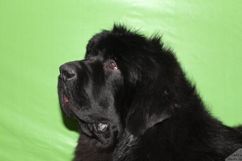 Фотография № 221902