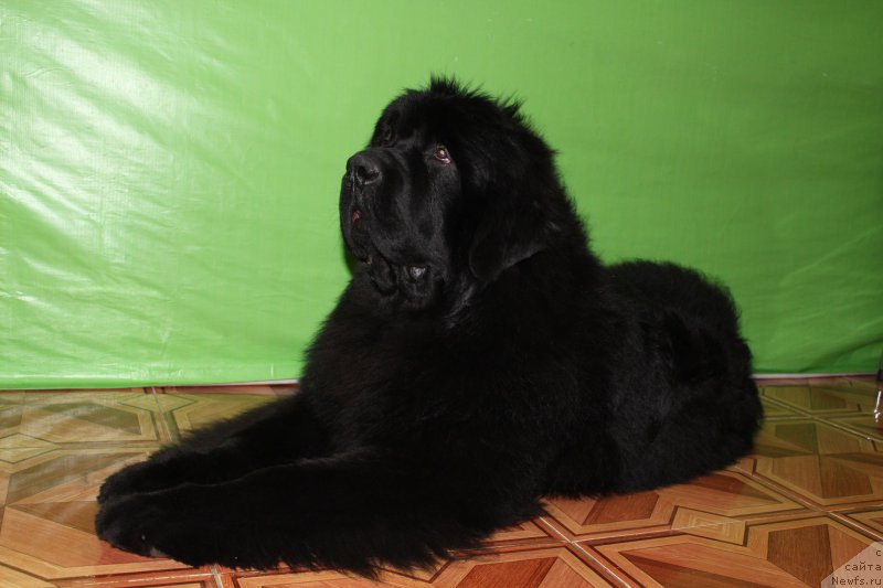 Фото: ньюфаундленд Super Premium Zurich for Keeper Soul (Супер Премиум Цюрих для Кипер Соул)