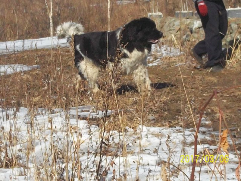 Фото: ньюфаундленд Selin Dion (Селин Дион)