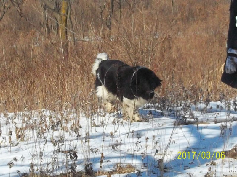 Фото: ньюфаундленд Selin Dion (Селин Дион)