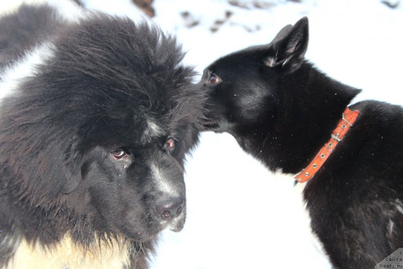 Фото: ньюфаундленд Vodogray ot Karel'skih Medvedey (Водограй от Карельских Медведей)