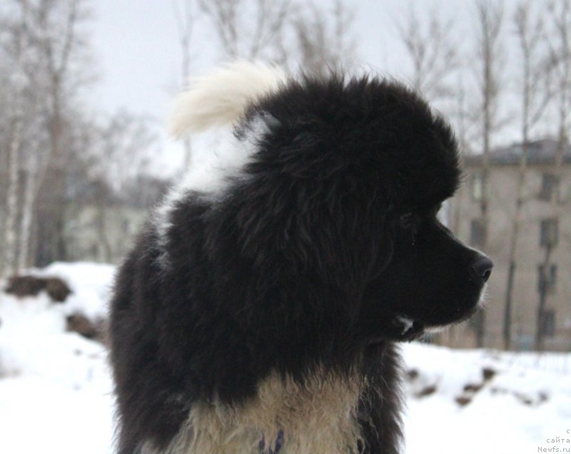 Фото: ньюфаундленд Vodogray ot Karel'skih Medvedey (Водограй от Карельских Медведей)