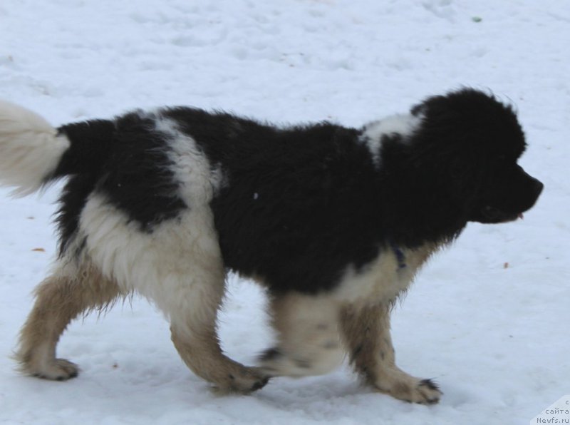 Фотография № 221916