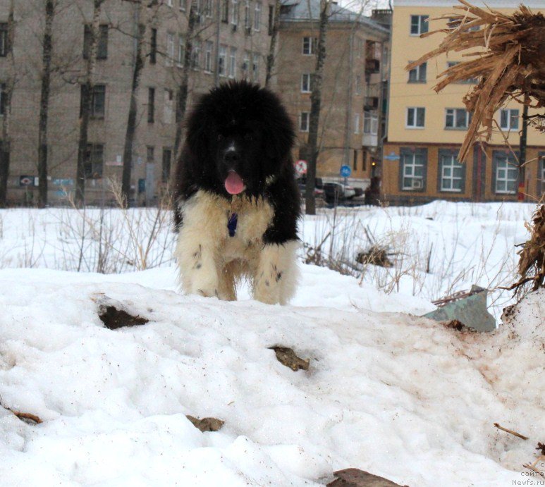Фото: ньюфаундленд Vodogray ot Karel'skih Medvedey (Водограй от Карельских Медведей)