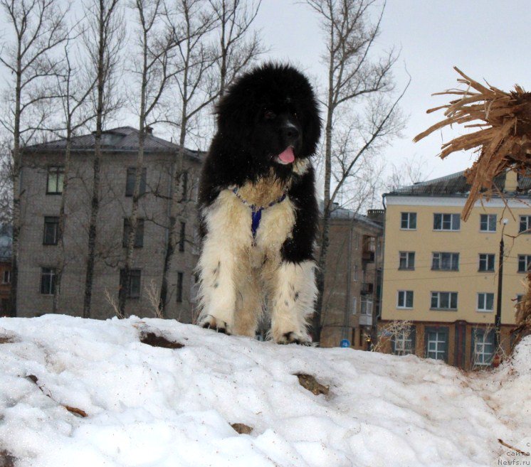 Фотография № 221918