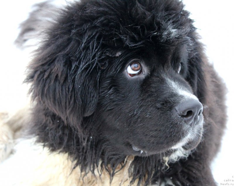Фото: ньюфаундленд Vodogray ot Karel'skih Medvedey (Водограй от Карельских Медведей)
