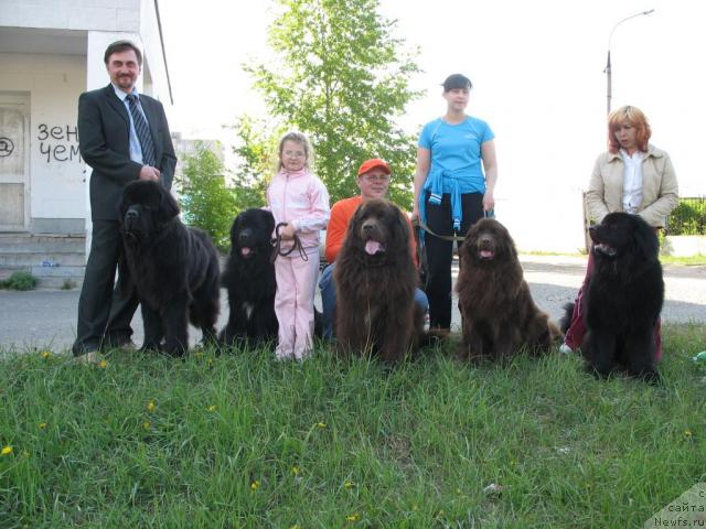 Фото: ньюфаундленд Sent Djons Kruiz (Сент Джонс Круиз), ньюфаундленд Hamyeni iz Medvej'ego yara (Хамэни из Медвежьего яра), ньюфаундленд Ol'bar de Zor Iron (Ольбар де Зор Ирон), ньюфаундленд Ol'bar de Zor Irga (Ольбар де Зор Ирга), ньюфаундленд Ol'bar de Zor Irbis (Ольбар де Зор Ирбис)