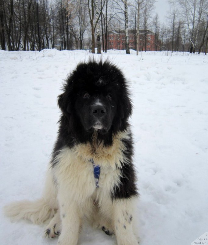 Фото: ньюфаундленд Vodogray ot Karel'skih Medvedey (Водограй от Карельских Медведей)