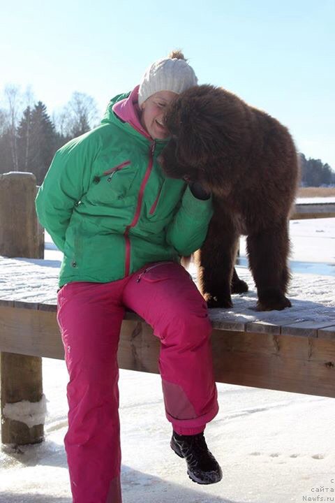 Фото: ньюфаундленд Brownblood MSK Alfa-Romeo Gold Baddy (Браунблад МСК Альфа-Ромео Голд Бадди)