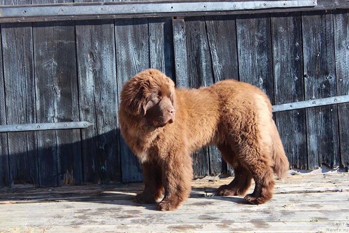 Фото: ньюфаундленд Brownblood MSK Alfa-Romeo Gold Baddy (Браунблад МСК Альфа-Ромео Голд Бадди)