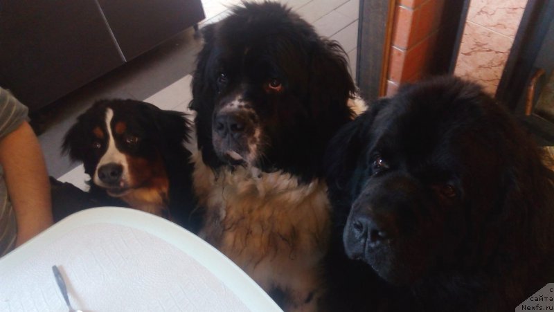 Фотография № 221928