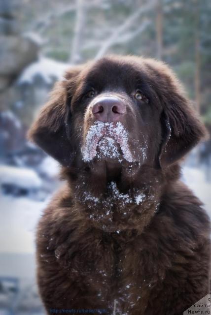 Фото: ньюфаундленд Konfuciy (Конфуций)