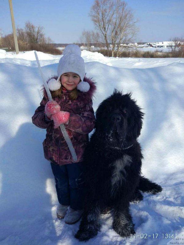 Фото: ньюфаундленд Dark Pride Vivienne (Дак Прайд Вивьен)