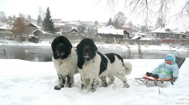 Фото: ньюфаундленд Super Bizon Argo (Супер Бизон Арго), ньюфаундленд Plyushevaya Panda La Bella (Плюшевая Панда Ла Белла), и Дима.