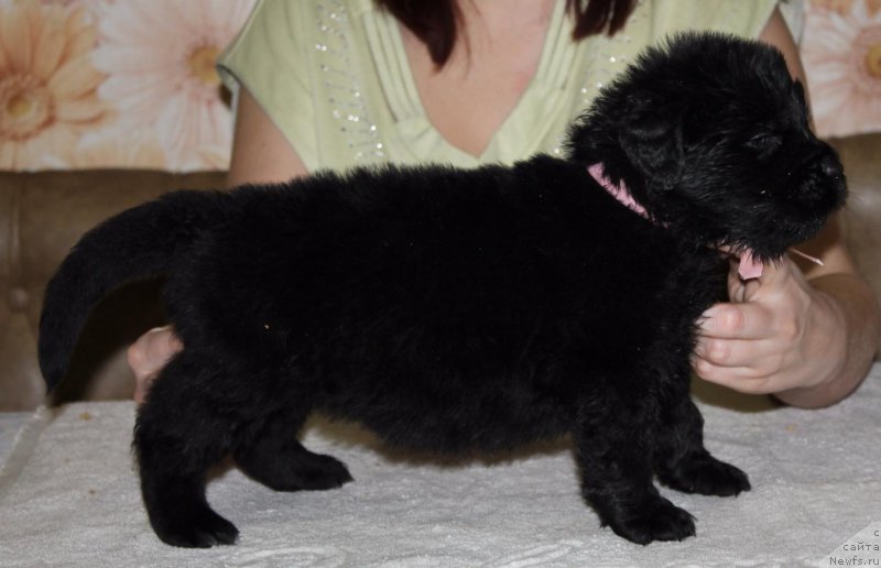 Фото: ньюфаундленд Dolce Vita Laskovyi Gigant