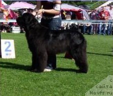 Фото: ньюфаундленд Yes I Can del Basaburua