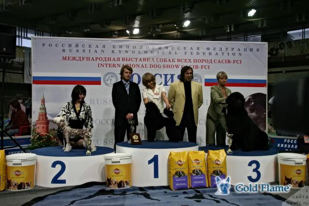 Фото: ньюфаундленд Zholli Wonderfull iz Medvejyego Yara (Жолли Вандерфулл из Медвежьего Яра)