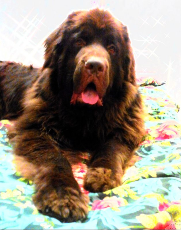 Фото: ньюфаундленд Braunblad MSK Saylas Soul Drim (Браунблад МСК Сайлас Соул Дрим)