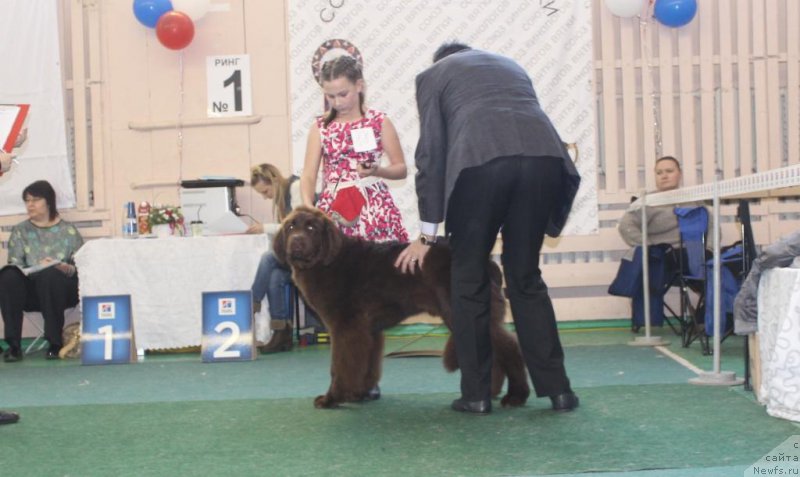 Фото: ньюфаундленд Dinastiya Padede Idelveys (Династия Падеде Идельвейс)