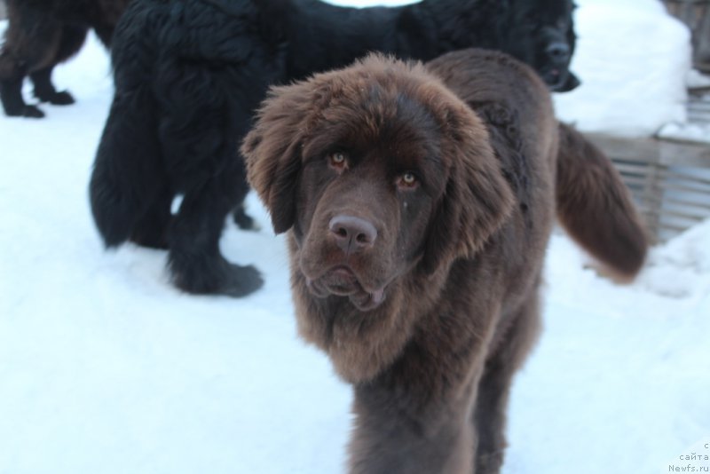 Фото: ньюфаундленд Dinastiya Padede Idelveys (Династия Падеде Идельвейс)