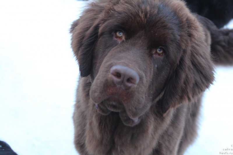 Фото: ньюфаундленд Dinastiya Padede Idelveys (Династия Падеде Идельвейс)