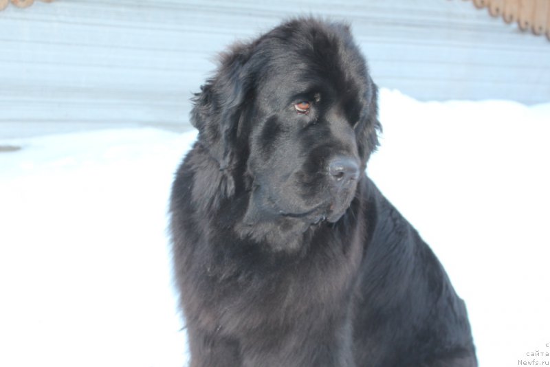 Фото: ньюфаундленд Anabelle Kvin of zye Mountayns (Анабелле Квин оф зэ Моунтайнс)