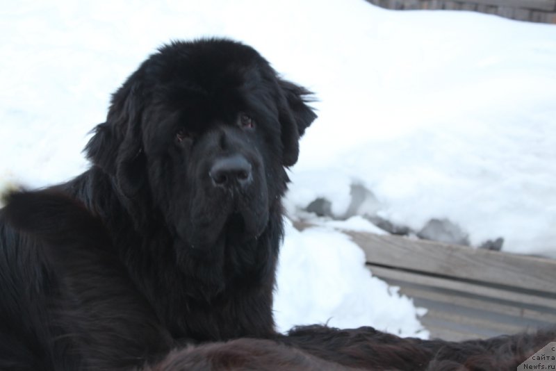 Фото: ньюфаундленд Daymond King (Даймонд Кинг)