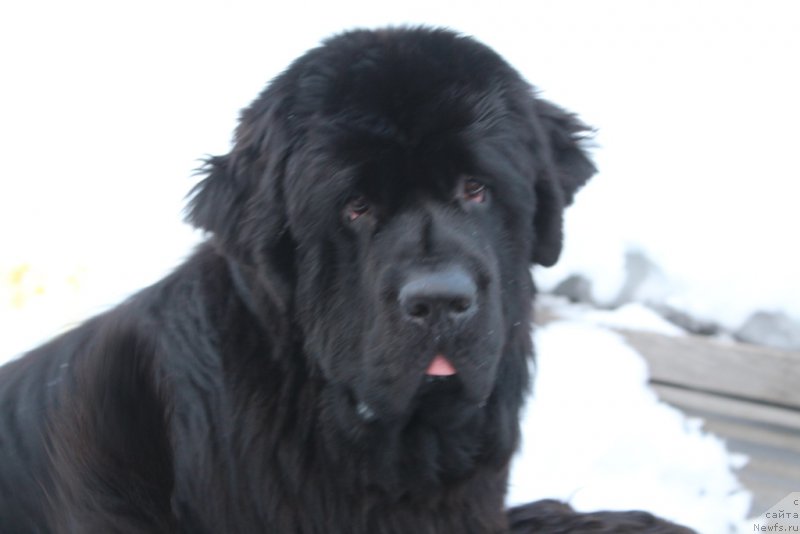 Фото: ньюфаундленд Daymond King (Даймонд Кинг)