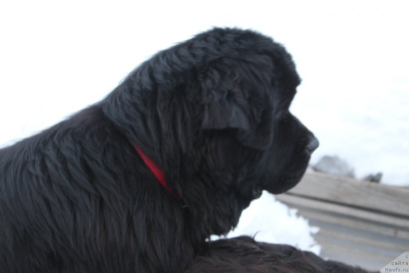 Фото: ньюфаундленд Daymond King (Даймонд Кинг)