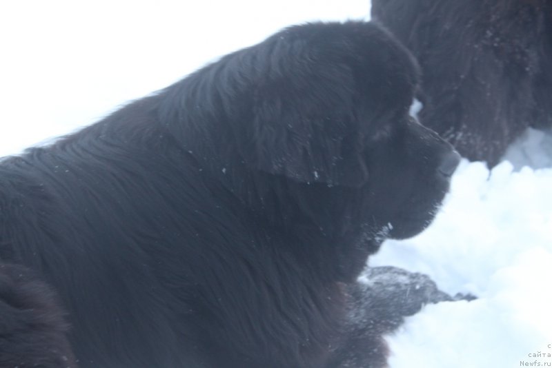 Фото: ньюфаундленд Daymond King (Даймонд Кинг)