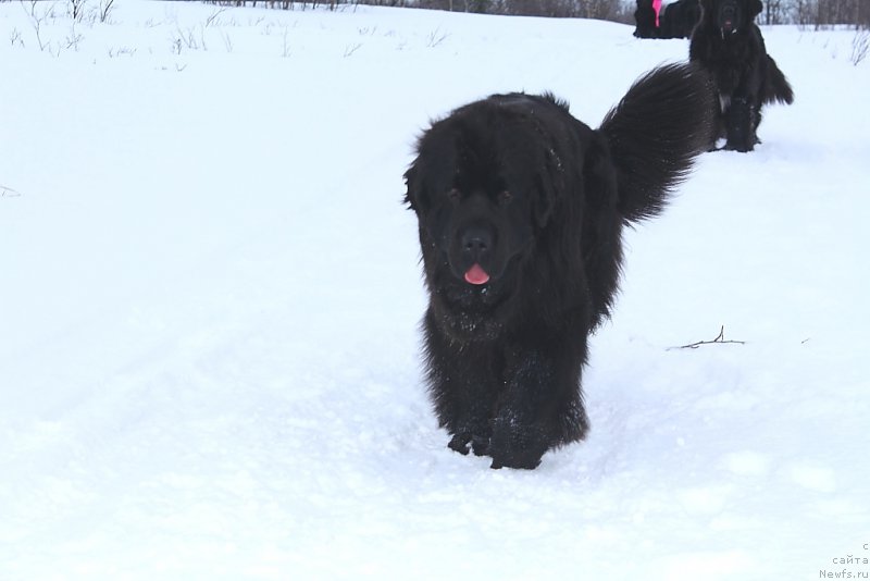 Фото: ньюфаундленд Anabelle Kvin of zye Mountayns (Анабелле Квин оф зэ Моунтайнс)