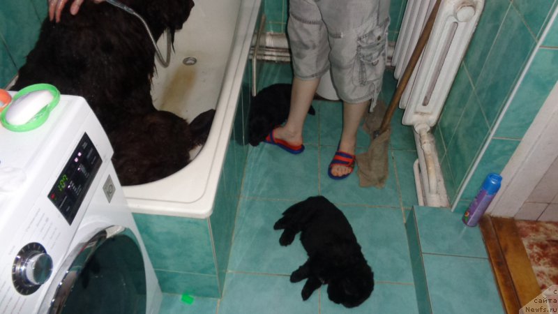 Фото: ньюфаундленд Hohotushka s Berega Dona (Хохотушка с Берега Дона), ньюфаундленд Anariyel' Luchik Udachi (Анариэль Лучик Удачи), ньюфаундленд Anfisa Zvezda Parmyi (Анфиса Звезда Пармы)