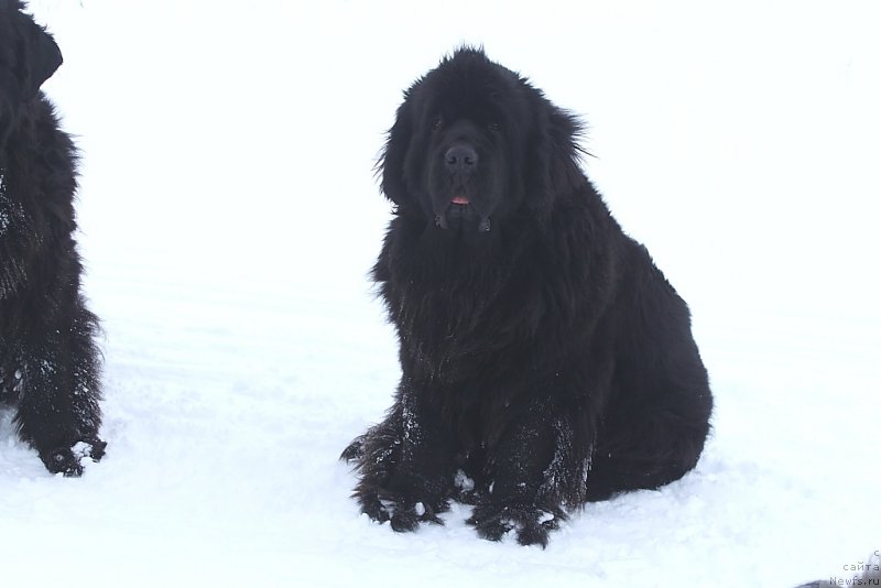 Фото: ньюфаундленд YAntarnaya Mechta (Янтарная Мечта)