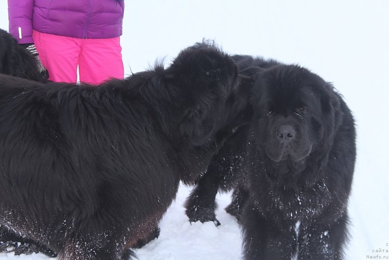 Фото: ньюфаундленд Allegians Brayt Prospekt (Аллегианс Брайт Проспект)