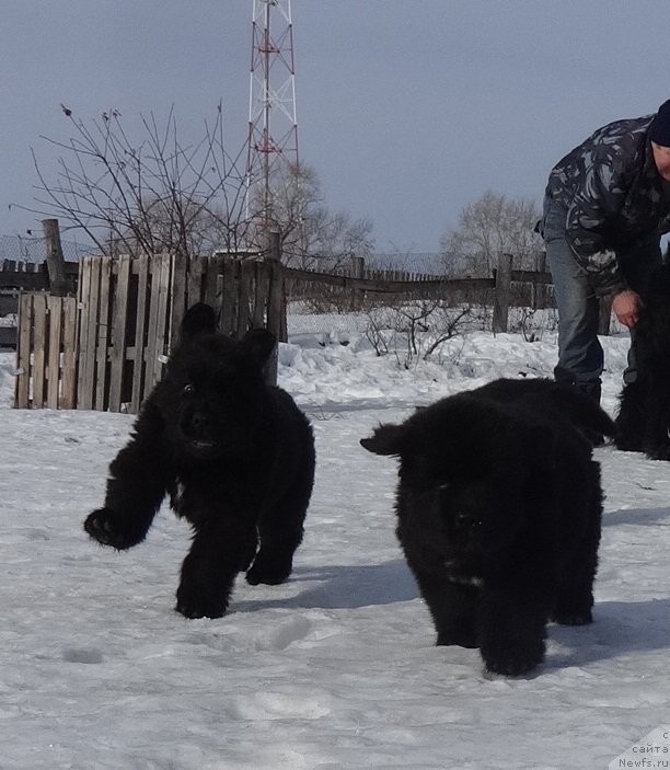 Фото: ньюфаундленд N'yufort Carskaya Doch' (Ньюфорт Царская Дочь)
