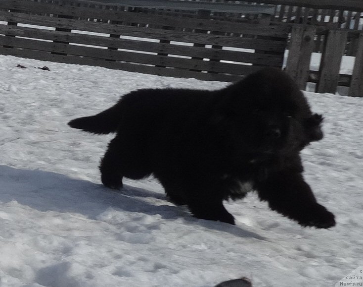 Фото: ньюфаундленд N'yufort Carskaya Doch' (Ньюфорт Царская Дочь)