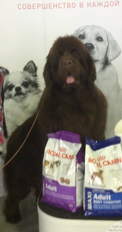 Фото: ньюфаундленд Funnewf Avalon (Фанньюф Авалон)