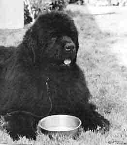 Фото: ньюфаундленд Pouch Cove's Favorite Son